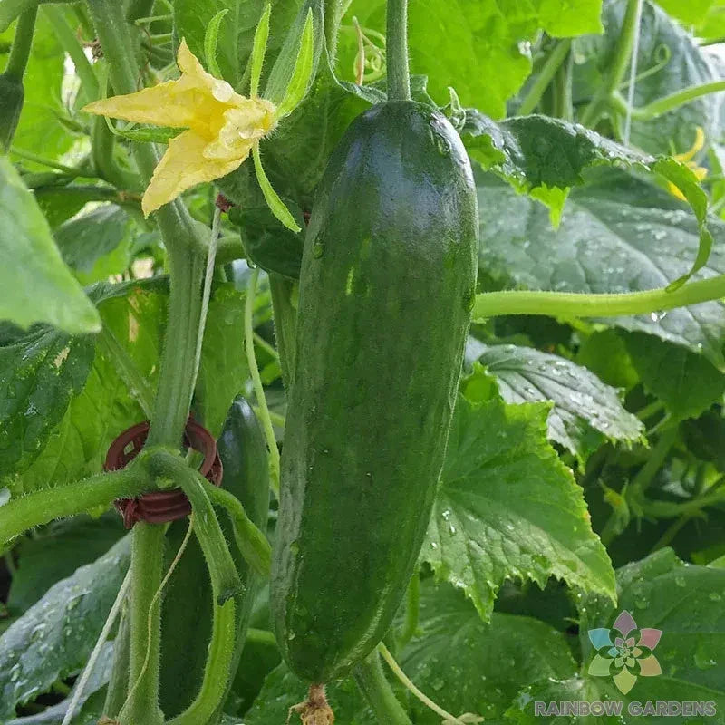 Taurus Cucumber Seeds Pack - Heirloom Cucumis sativus for Garden, Salad, Pickling, 25+ Non-GMO Seeds