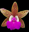 Cattleya Hybrid Orchid Plant 4-Inch Blooming Size Fragrant Ctt Ratsima Spot Orchid