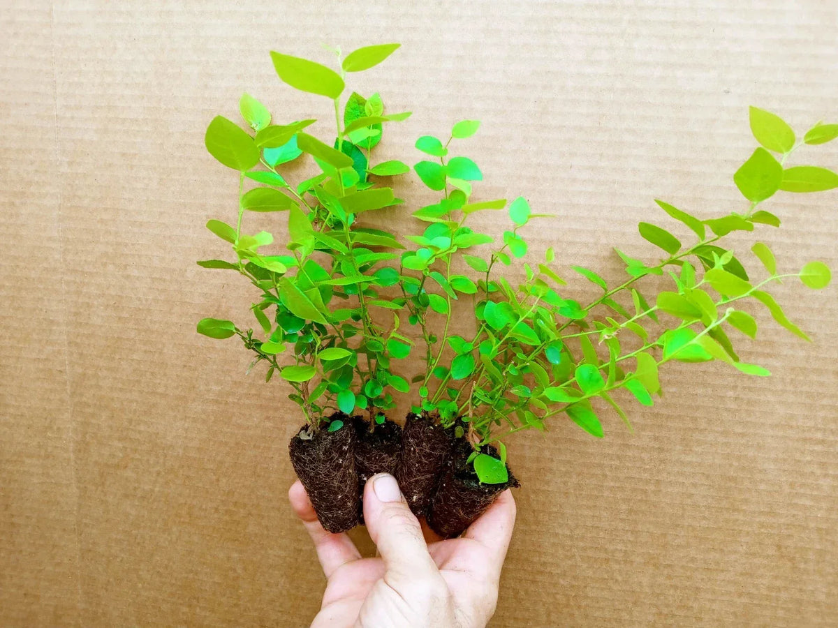 Emerald Blueberry Starter Plants - 4 Pack, Vaccinium corymbosum, Early Ripening, Bushy, Pesticide-Free