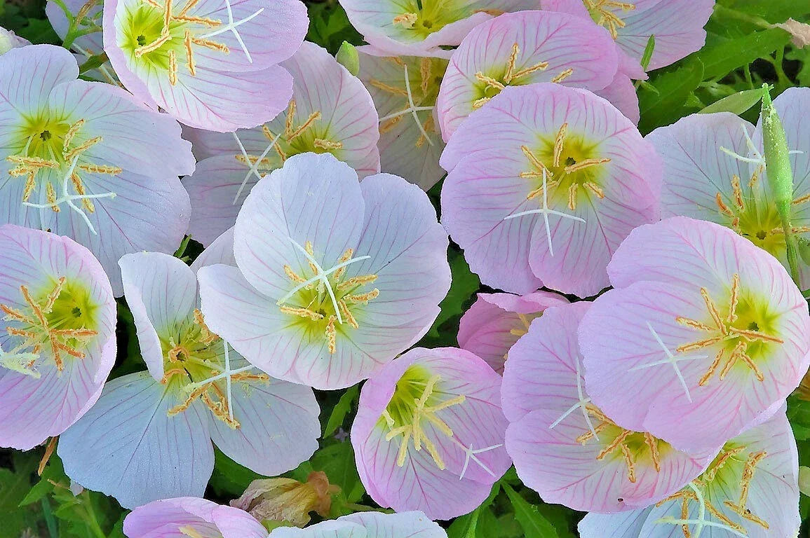 Showy Mexican Evening Primrose Seeds - Groundcover Flower Garden - Oenothera speciosa - 501+ Seeds