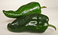 Poblano Chili Pepper Seeds – Mild Flavor for Chili Relleno – Capsicum annuum – 12 Seeds Packet