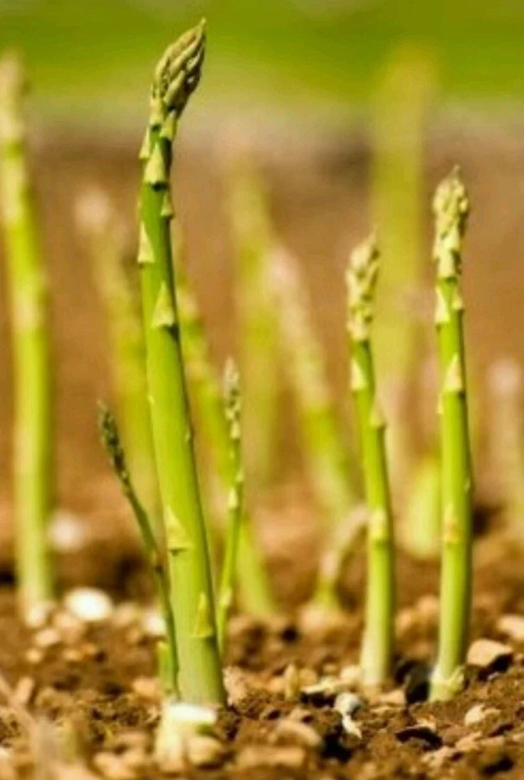 Asparagus Seeds 100 Count - Mary Washington Variety - Non-GMO, Open Pollinated - Asparagus officinalis