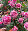 Pink Rose Cuttings 5-8" Unrooted Fresh Propagation Rosa spp. with Up to 6" Blooms