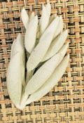 Senecio Haworthii Cutting - 3" Unrooted Succulent Plant - Whitest Silver Leaves - Easy Propagation for Indoor & Outdoor Gardens