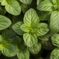 Mint Herb Plant - Live Well-Rooted Plug, Culinary Mentha, Fresh Fragrant Herb for Cooking & Teas