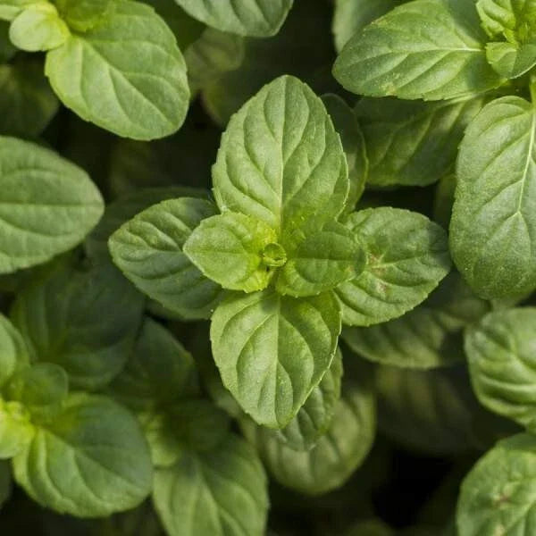 Mint Herb Plant - Live Well-Rooted Plug, Culinary Mentha, Fresh Fragrant Herb for Cooking & Teas