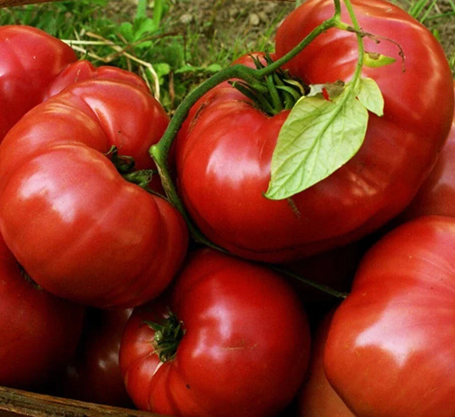 Red Brandywine Tomato Seeds - 100 Indeterminate Heirloom Beefsteak Vegetable Garden Seeds