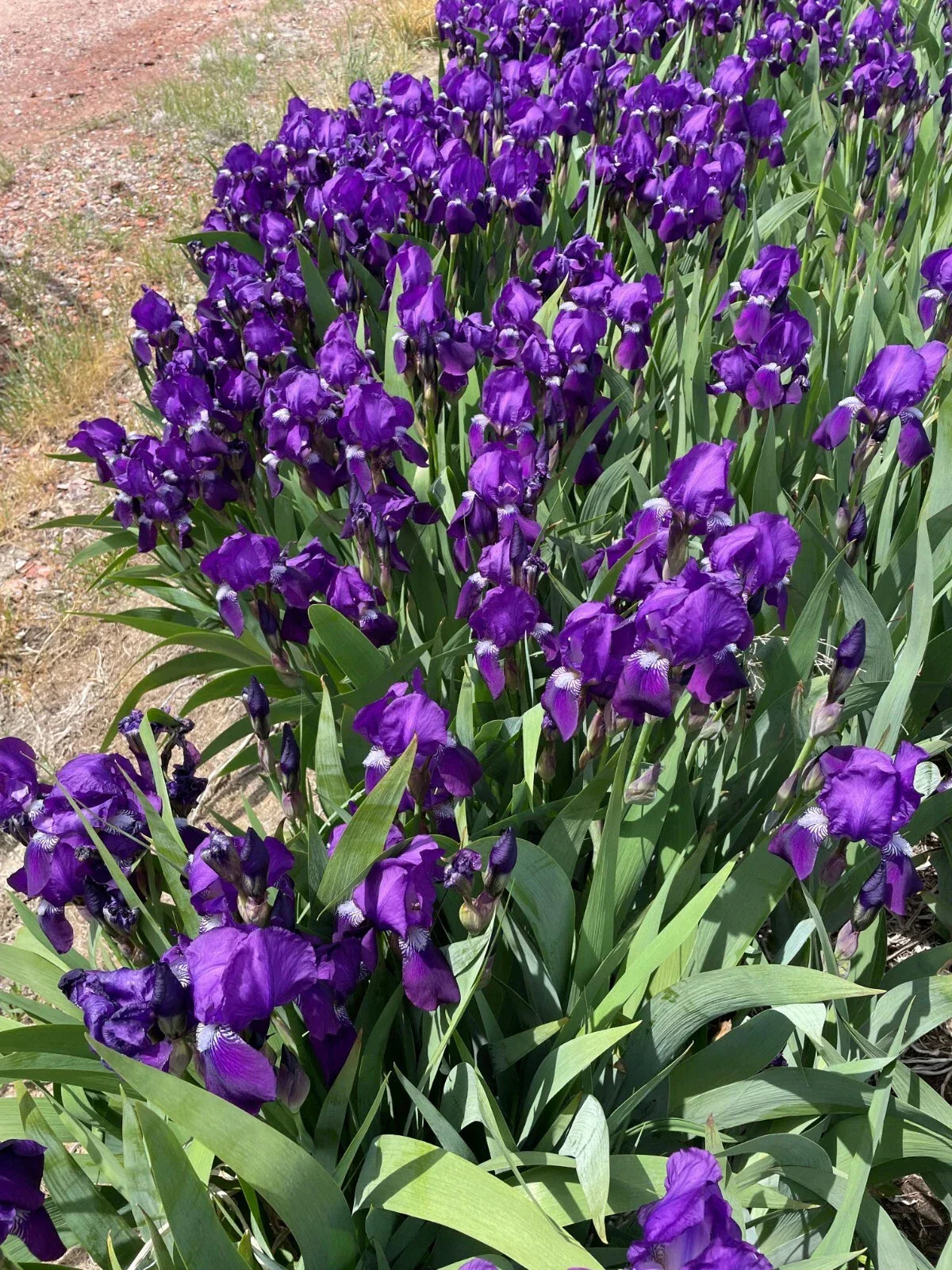 Bearded Iris Rhizomes - 5 Bare Roots Dark Purple Iris germanica Flowering Plant