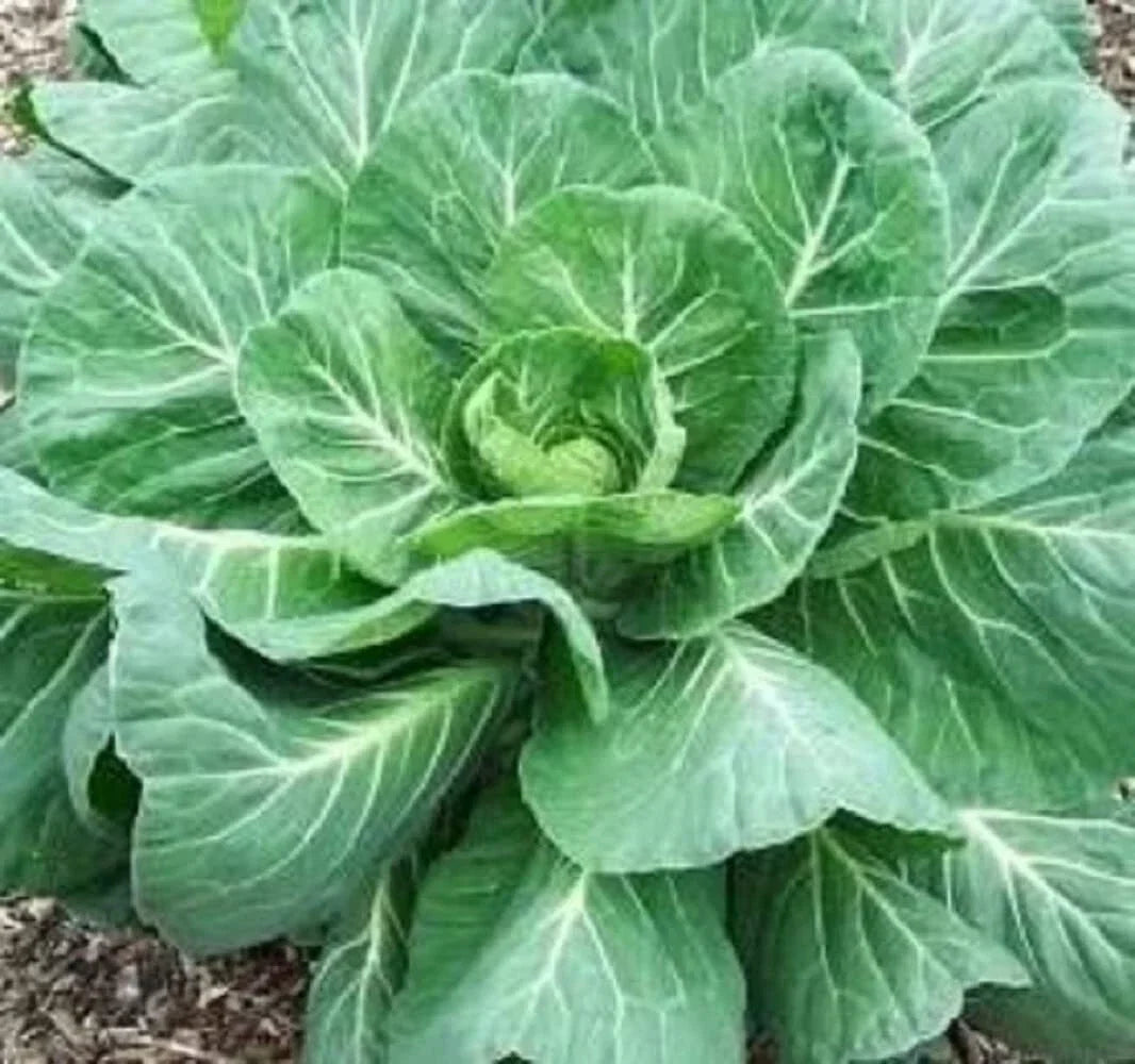 Collard Green Seeds - High-Yield Georgia Variety - Brassica oleracea - Leafy Greens for Gardening, Edible Greens Seed Packet