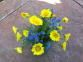 Forget-Me-Not and Daisy Flower Seeds Pack | Blue & Butter Yellow | Myosotis & Bellis perennis | Garden, Borders, Wildflower