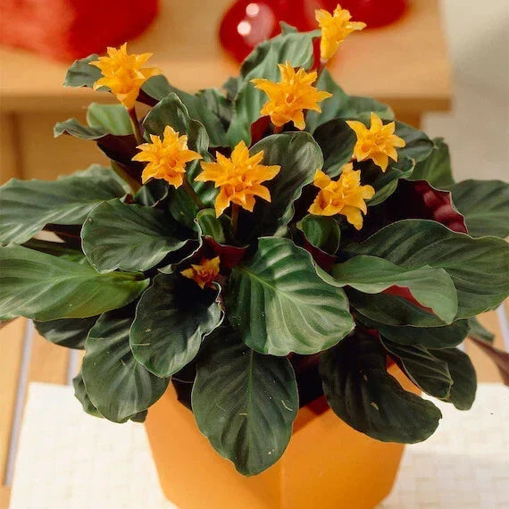 Eternal Flame Calathea Seeds - 25+ Pack for Indoor & Outdoor Planting - Calathea crocata - Tropical Foliage Seeds