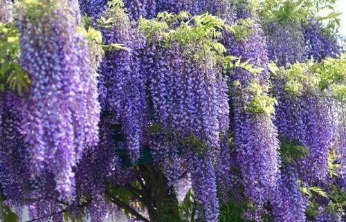 Wisteria Starter Plant, 6-8 Inches Tall, Well-Rooted, Purple Blooms, Wisteria sinensis, Climbing Vine for Trellises and Arbors