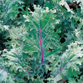 Red Kale Microgreen Sprouting Seeds 16oz Brassica oleracea var. sabellica Non-GMO Organic