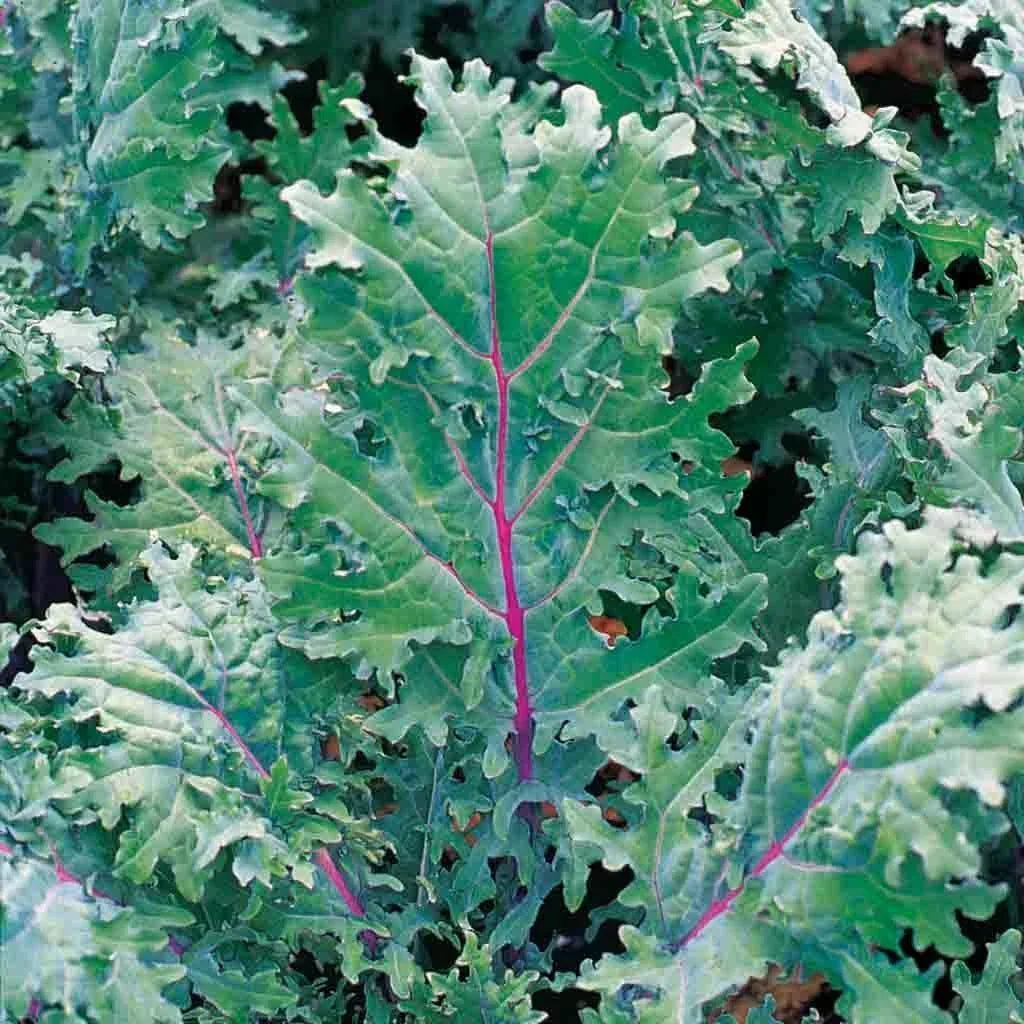 Red Kale Microgreen Sprouting Seeds 16oz Brassica oleracea var. sabellica Non-GMO Organic