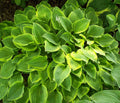Hosta Golden Tiara Plants Lot of 2 | Gold Foliage Perennials | Hosta 'Golden Tiara' Garden Plants