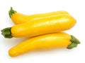 Golden Delight Summer Squash Seeds – Cucurbita pepo, Bush Type, Bright Yellow, Fresh Planting Seeds for Home Garden, Container Gardening