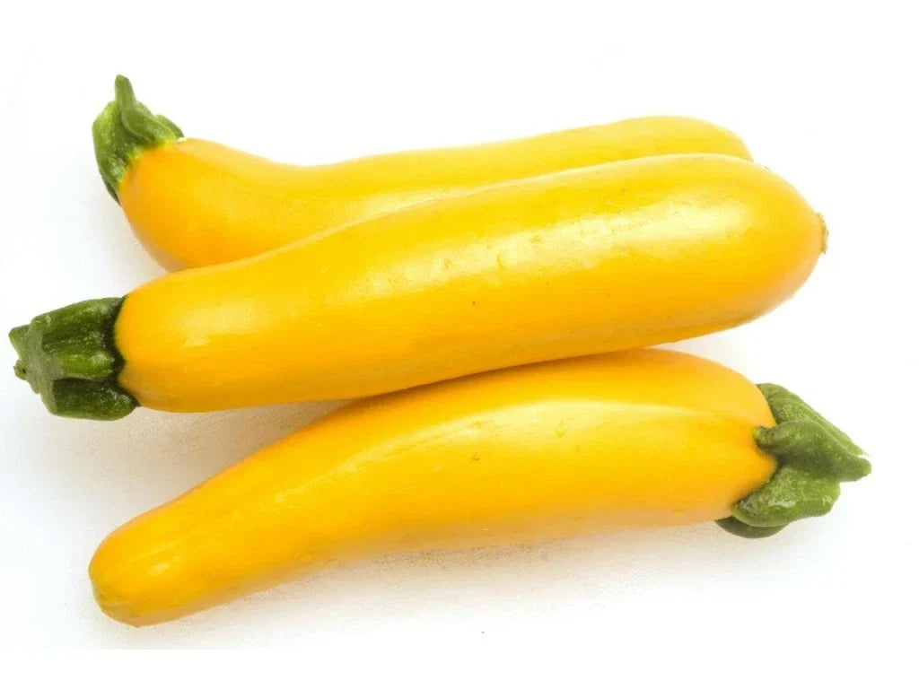 Golden Delight Summer Squash Seeds – Cucurbita pepo, Bush Type, Bright Yellow, Fresh Planting Seeds for Home Garden, Container Gardening
