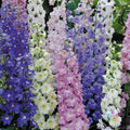 Butterfly Mix Delphinium Seeds - 200+ Seeds for Garden Planting - Colorful Blooms - Delphinium spp.