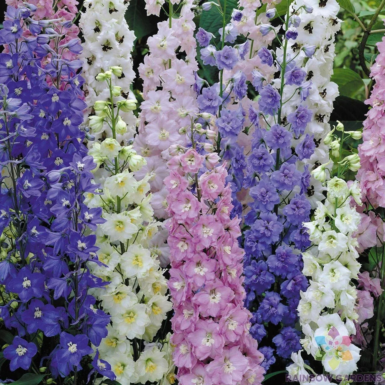 Butterfly Mix Delphinium Seeds - 200+ Seeds for Garden Planting - Colorful Blooms - Delphinium spp.