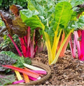 Swiss Chard Microgreens Rainbow Mix Seeds - Heirloom Non-GMO, Nutrient-Dense Superfood, 50 Pack