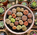 Lithops Succulent Plants - Large 10pcs DIY Mix - Rare Living Stones - Easy Care Bare Root Lithops spp.