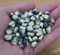 Blue Hopi Corn Seeds – Heirloom, Blue Corn, Zea mays, for Grits & Tortillas, Florida Grown, Non-GMO, 5 Seeds