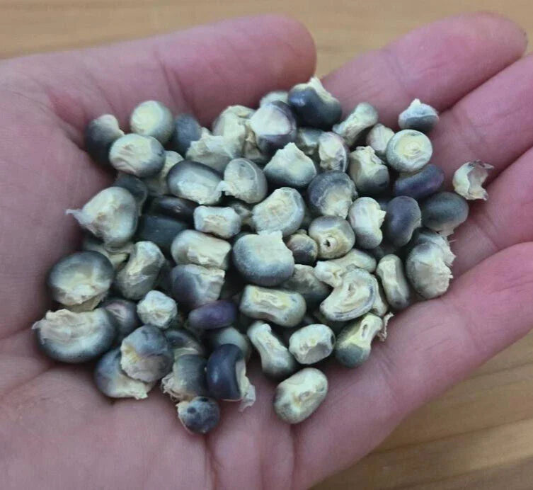 Blue Hopi Corn Seeds – Heirloom, Blue Corn, Zea mays, for Grits & Tortillas, Florida Grown, Non-GMO, 5 Seeds