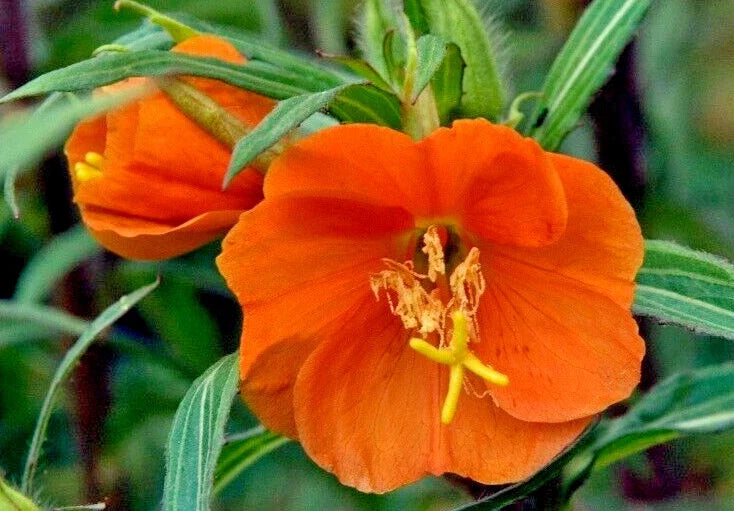 Red-Orange Evening Primrose Seeds 100 Count Oenothera versicolor Sunset Boulevard Perennial Flower