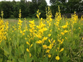 Yellow False Indigo Seeds - 30 Count Baptisia tinctoria Native Wildflower Seeds for Garden Planting