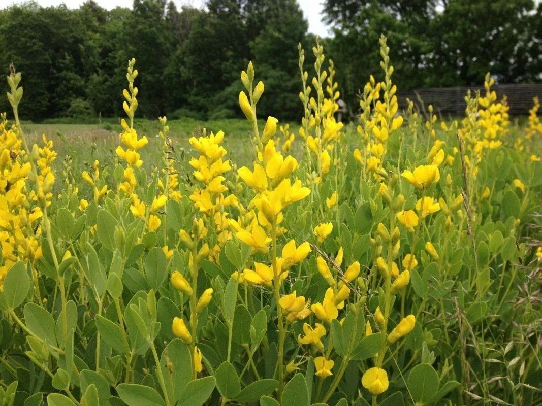Yellow False Indigo Seeds - 30 Count Baptisia tinctoria Native Wildflower Seeds for Garden Planting