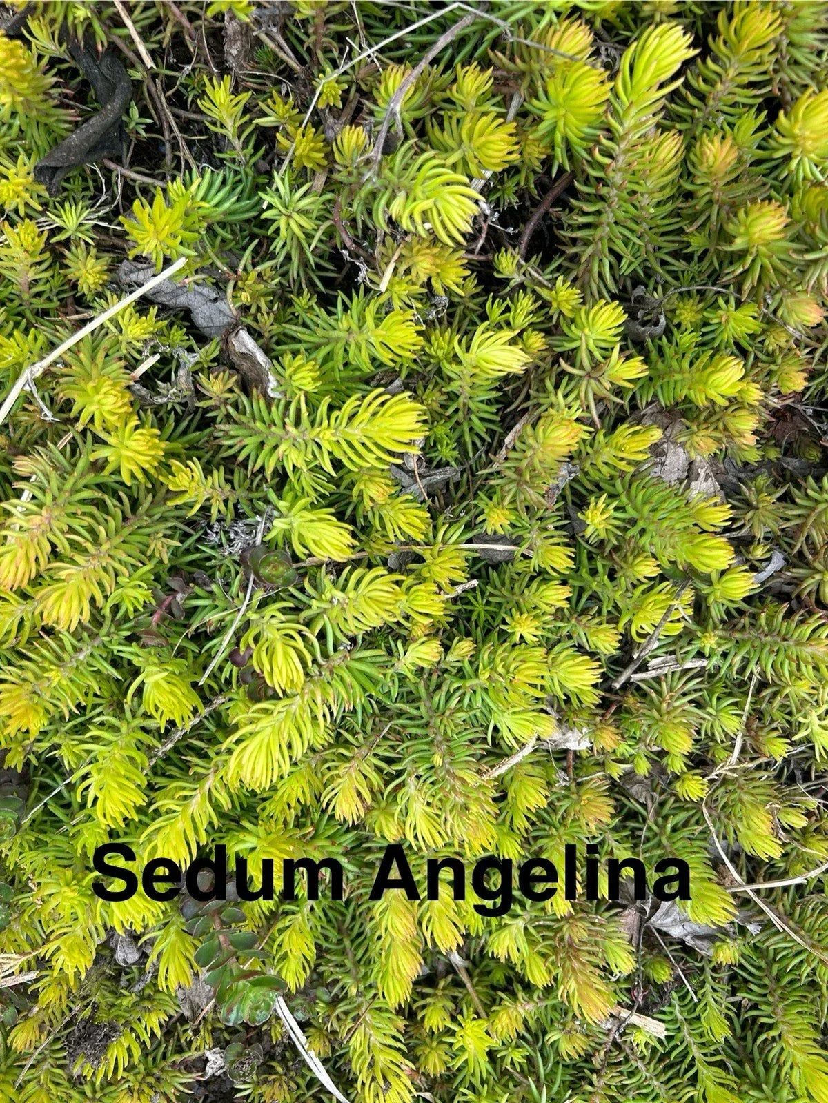 Sedum Angelina Live Plants, 2-4 Inch Perennial Succulents, Hardy Ground Cover, Sedum reflexum 'Angelina', Zones 4-8
