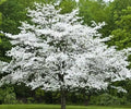 Cherokee Princess Dogwood Tree - Live Bare Root Plant, White Flowers, Crimson Fall Foliage, Cornus florida