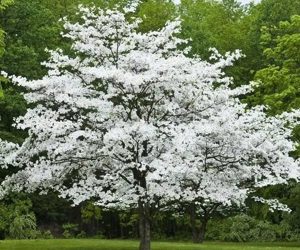 Cherokee Princess Dogwood Tree - Live Bare Root Plant, White Flowers, Crimson Fall Foliage, Cornus florida