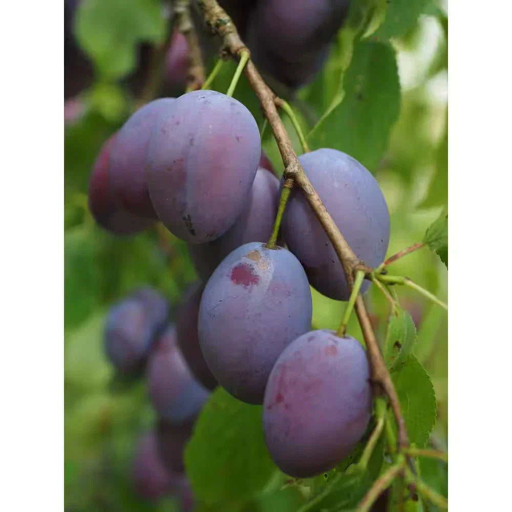 Dwarf Italian Plum Tree Bare Root - Prunus domestica - Sweet Purple Fruit for Small Spaces