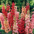 Delphinium Seeds - 50 Red Arrow Mix Perennial Flower Seeds - Delphinium elatum - Vibrant Color, Butterfly Attracting, Easy Grow