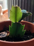 Thanksgiving/Christmas Cactus Rooted Cutting - Schlumbergera Indoor Houseplant - Easy Care Succulent Gift