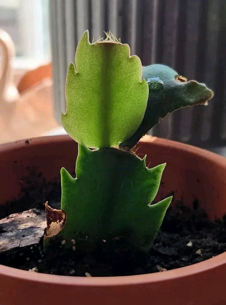 Thanksgiving/Christmas Cactus Rooted Cutting - Schlumbergera Indoor Houseplant - Easy Care Succulent Gift