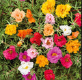 Moss Rose Seeds - Double Mix Portulaca grandiflora - Low-Growing, Pollinator-Friendly, Drought-Tolerant Flower Seeds
