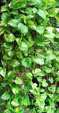 Golden Queen Pothos Vine Cutting - Epipremnum aureum - Easy Care House Plant - Trailing Indoor Plant