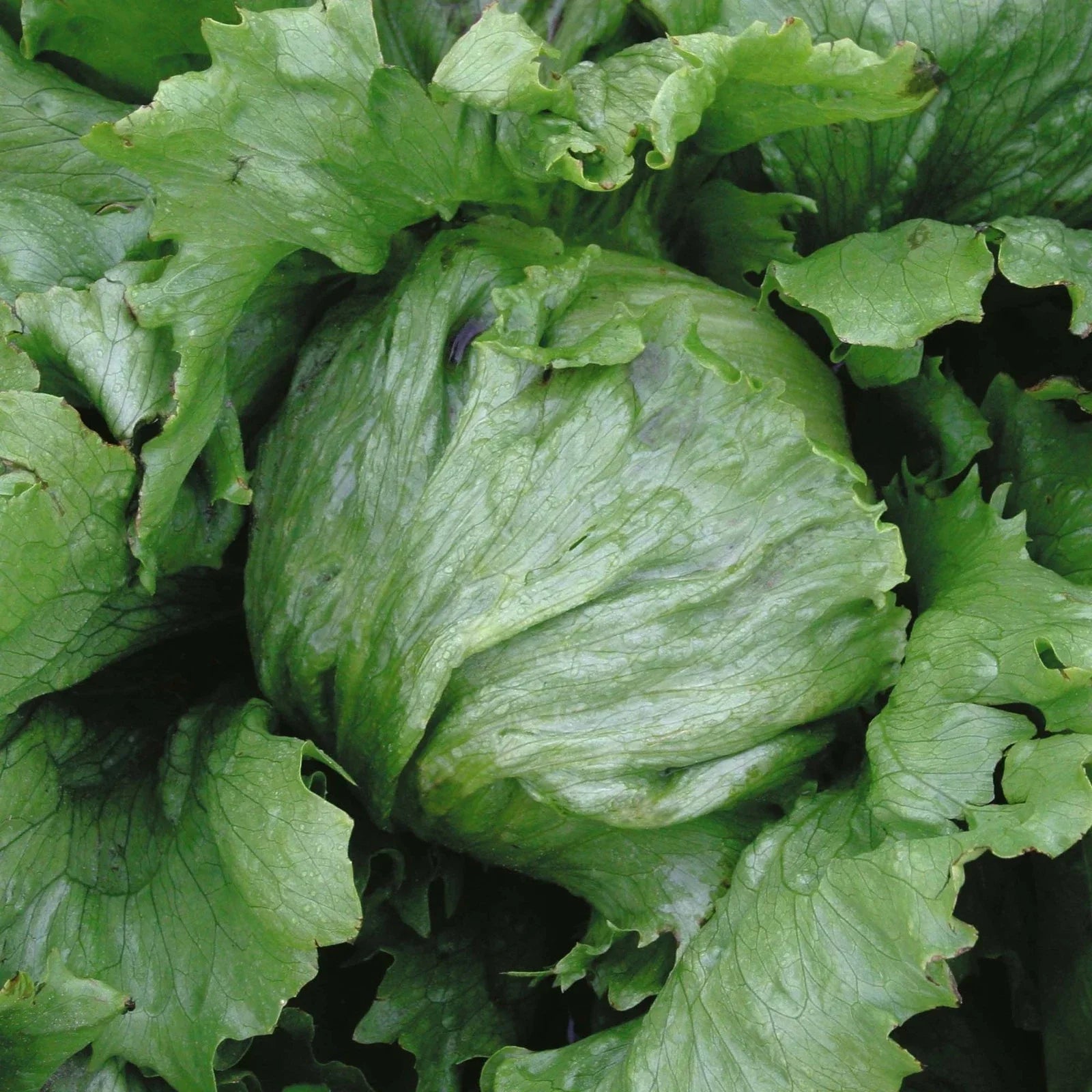 Iceburg Lettuce Seeds - 200 Count Packet, Compact Heads, Ice-Green Leaves, Lactuca sativa, Non-GMO, Salad Greens, Easy to Grow