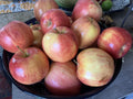 Gala Apple Seeds - Organic Heirloom Non-GMO Fruit Tree Seeds - Malus domestica for Home Gardening