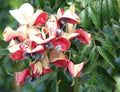 Mgambo Black Pearl Tree Seeds - 15 Hawaii Calophyllum inophyllum Velvet Beads for Jewelry & Crafting