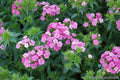 Carnation Flower Seeds - Pink Mix, Dianthus caryophyllus, Garden, Border, Container Planting, Non-GMO, Over 200 Seeds