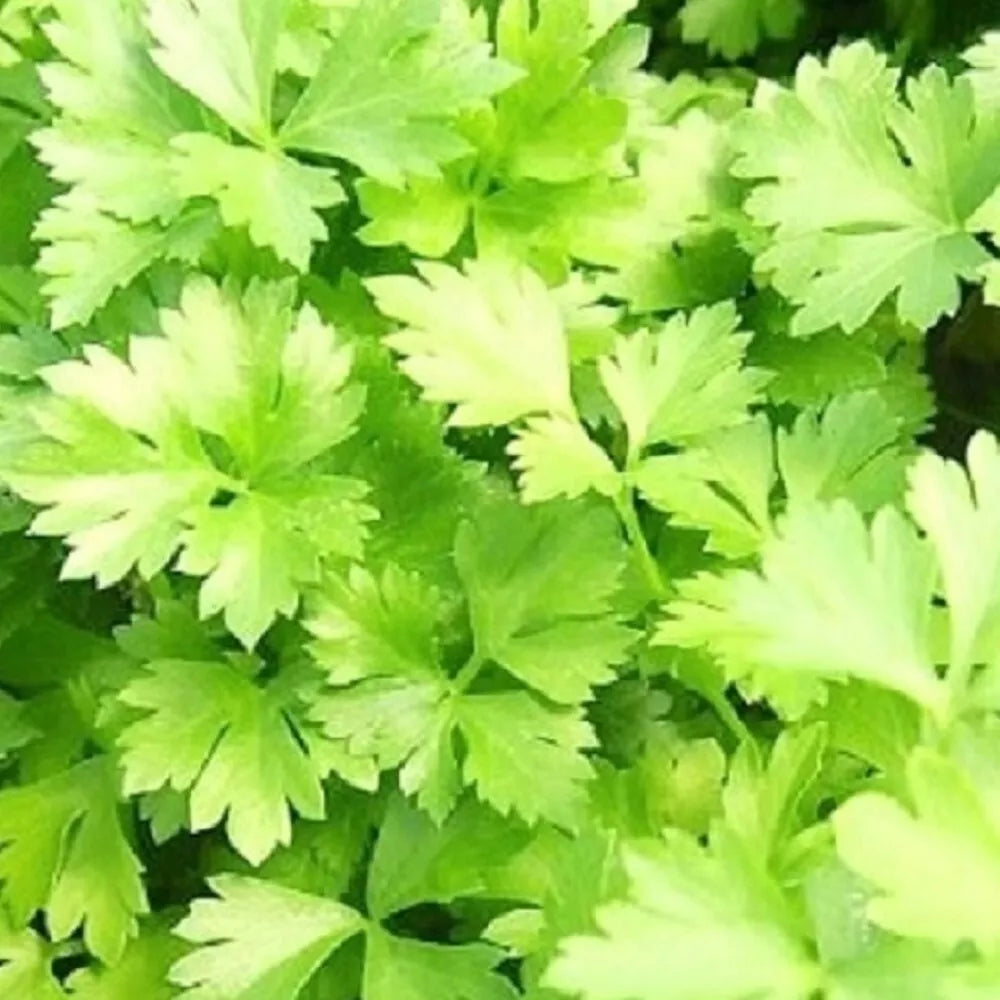 Italian Parsley Seeds | Flat Leaf Herb | NON-GMO Heirloom | Petroselinum crispum