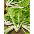 Swiss Chard Seeds - Lucullus Variety - Non-GMO, Beta vulgaris subsp. cicla, Colorful Stems, Leafy Greens Seed Packet