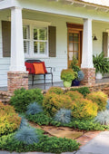 4-Pack Fire Chief Arborvitae Live Evergreen Plants, 5-Gallon Thuja occidentalis 'Fire Chief' for Hedges & Privacy
