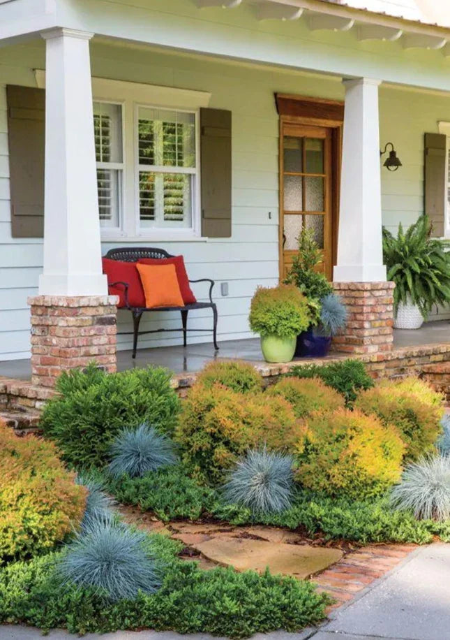 4-Pack Fire Chief Arborvitae Live Evergreen Plants, 5-Gallon Thuja occidentalis 'Fire Chief' for Hedges & Privacy