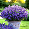 Lavender Vera Seeds - Over 800 Perennial Lavandula angustifolia for Garden, Mosquito Repellent, Pollinator Attractant, Full Sun, Easy to Grow