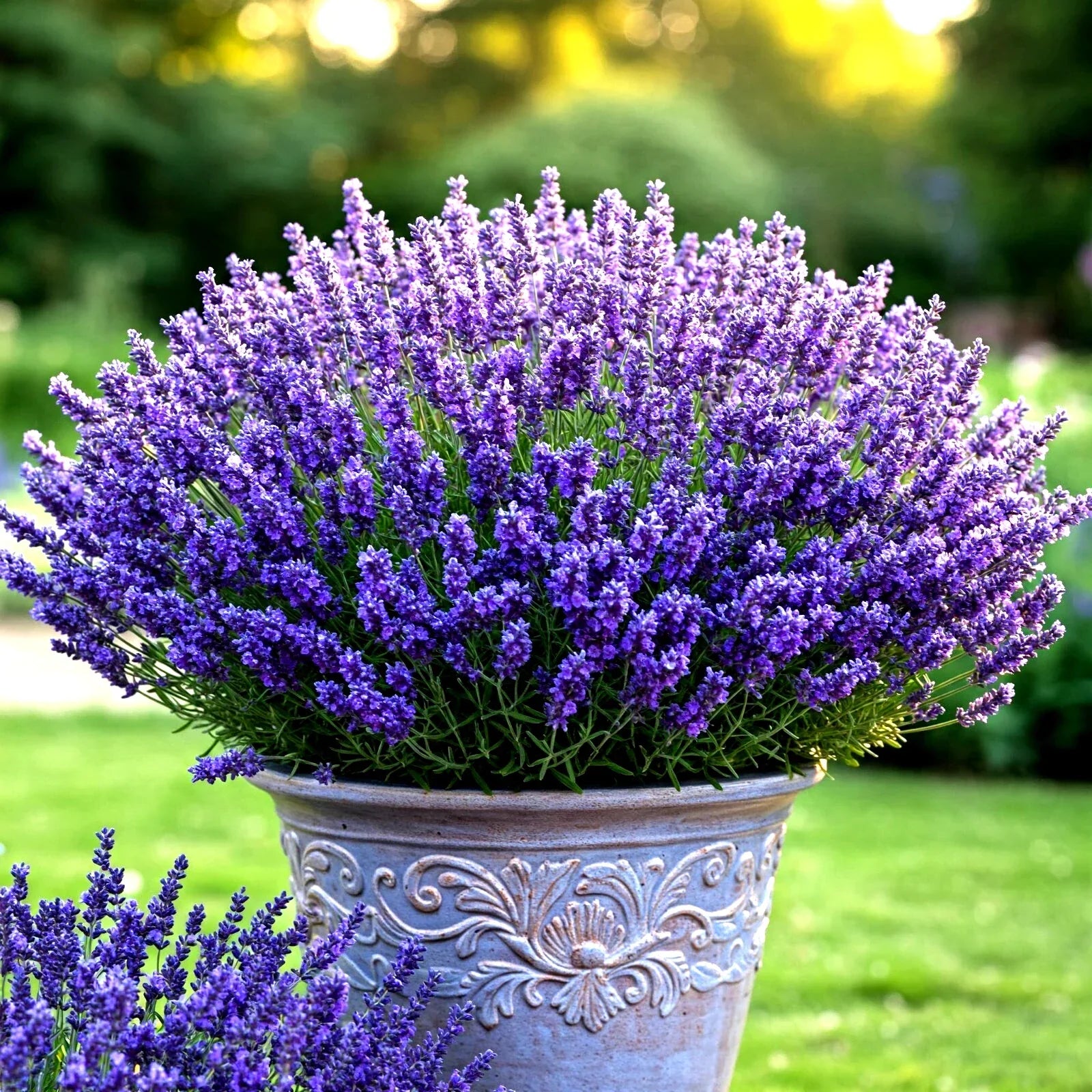 Lavender Vera Seeds - Over 800 Perennial Lavandula angustifolia for Garden, Mosquito Repellent, Pollinator Attractant, Full Sun, Easy to Grow