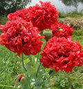 Red Double Poppy Seeds - 200+ Papaver rhoeas Garden Seeds for Borders & Pots, Bright Red Blooms, Easy to Grow, USA Grown